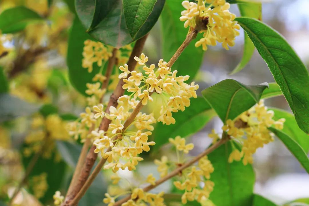 1666402413490421.jpg 4.jpg